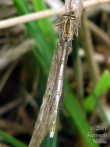 white-legged damselfly (Platycnemis pennipes) Kenneth Noble